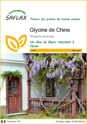 Image de SAFLAX  - Glycine de Chine - 4 graines - Wisteria