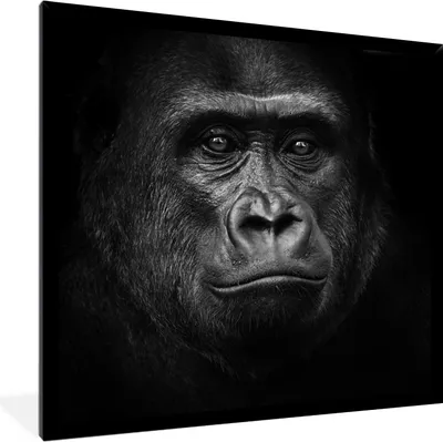 Produktbild von MuchoWow® Gerahmtes Poster Gorilla - Schwarz - Weiß - Tiere - Porträt 40x40 cm - Poster mit Schwarzem Bilderrahmen Wandposter Rahmen Foto Bilder - Mit Rahmen - Wanddekoration Schlafzimmer