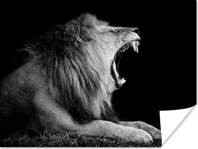 Produktbild von MuchoWow® Poster Löwe - Schwarz - Weiß - Tier 120x90 cm - Wandbild