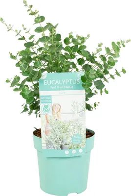 Produktbild von Bloomique - Eukalyptus Gunii Azura - Eukalyptus Pflanze - Winterharte Balkonpflanzen - Gartenpflanzen Winterhart - Höhe 25-45 cm - Topf 15 cm