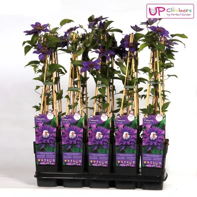 Produktbild von 2 x  Waldrebe  - Clematis 'Multi Blue'  | 50-60 cm in Container