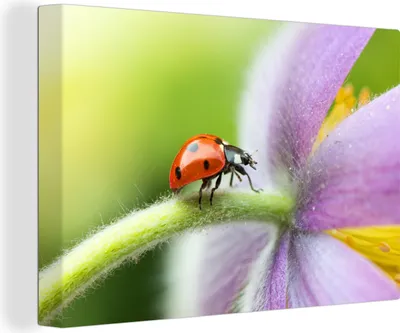 Produktbild von OneMillionCanvasses® - Leinwandbilder - 150x100 cm, Marienkäfer auf einer Blume, Wandbilder Kunstdruck Wanddekoration