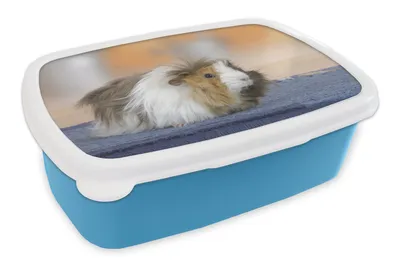 Obrázok produktu pre MuchoWow® Obedník Brotzeit Box na obed 11x17x6cm Mini morča Detský obedový box