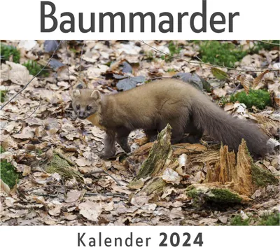 Produktbild von Baummarder (Wandkalender 2024, Kalender DIN A4 quer, Monatskalender im Querformat mit Kalendarium, Das perfekte Geschenk)
