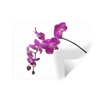 Produktbild von MuchoWow® Wandtattoo Wandsticker Wandaufkleber Orchidee vor weißem Hintergrund 120x90 cm Selbstklebend und Repositionierbar - Aufkleber