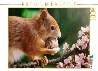 Produktbild von CALVENDO Puzzle Eichhörnchen im Frühling | 1000 Teile Lege-Größe 64x48cm Foto-Puzzle für glückliche Stunden