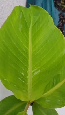 Image de Musa sikkimensis x balbisiana 'Dajiao' / Bananier à fruits comestibles