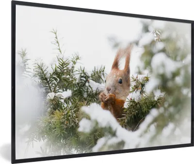 Produktbild von MuchoWow® MuchoWow® Gerahmtes Poster Eichhörnchen - Kiefer - Schnee 60x40 cm - Poster mit zchwarzem Bilderrahmen - Printing - Wanddeko Schlafzimmer
