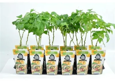 Immagine prodotto di Rubus ideaus 'Fallgold'  circa 35 cm - Lampone - lampone giallo