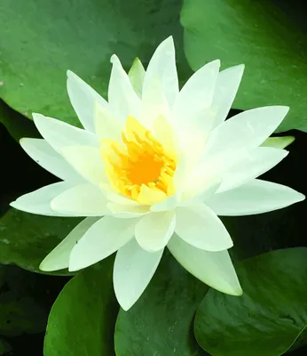 Produktbild von BALDUR Garten 1x Seerose (Nymphaea) 'Schneeweiß', Knolle in Größe I, prachtvolle, große Blüten in edlem Weiß, verwandelt jeden Teich in eine Augenweide, mehrjährige, winterhate Wasserpflanze