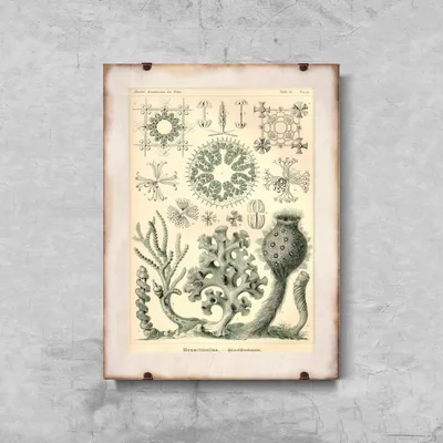 Produktbild von Poster - Canvas - Leinwand - 42 cm x 59,4 cm - Nautical Sea Xexactinellae