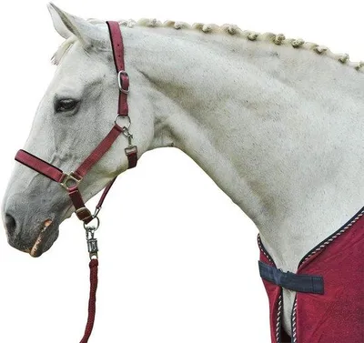 Productafbeelding van Stalhalster met Paniekgesp 180 cm Lichtgroen voor Paarden
