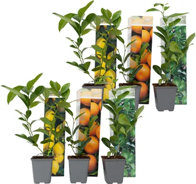 Zdjęcie produktu dla Mieszanka cytrusowa - 6 szt - Citrus limon - Wysokość 25-40cm - ⌀9cm
