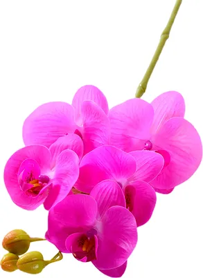 Produktbild von Künstliche Mottenorchideen mit Stiel, realistische 5-köpfige Phalaenopsis-Blume, Tischdekoration für Zuhause und Büro, Kunstblumenzweig, Blumenarrangement-Dekoration