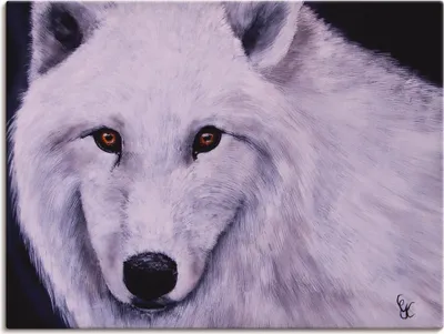 Produktbild von ARTland Leinwandbild Weißer Wolf Größe: 40x30 cm
