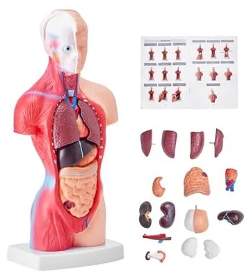 Produktbild von VEVOR Menschliches Körpermodell, 15 Teile 28 cm,Menschlicher Torso Anatomie Modell Anatomisches Skelett Modell mit abnehmbaren Organen, Pädagogisches