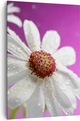 Produktbild von Bild auf Leinwand - Leinwandbild - Einteilig - Blume frühling garten - 70x100cm - Wand Bild - Wanddeko - Wandbilder - Leinwanddruck - Wanddekoration - Leinwand bilder - Wandbild - PA70x100-2469