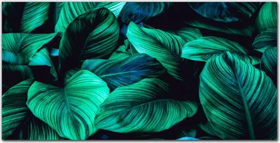 Produktbild von Coloray Bild aus Acryl 140 cm x 70 cm - Bild auf Acrylglas Gehärtetes Acryl Wohnzimmer Dekoration Wanddekoration Küche - Blume Pflanze Blätter