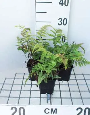 Obrázok produktu pre 6 x Athyrium nip. 'Metallicum' ('pictum') - Japanischer Regenbogenfarn 'Metallicum' - Topf 9 x 9 cm
