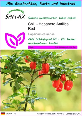 Produktbild von SAFLAX - Geschenk Set - Chili - Habanero Antilles Red - 10 Samen - Mit Geschenk- / Versandbox, Versandaufkleber, Geschenkkarte und Anzuchtsubstrat - Capsicum chinense