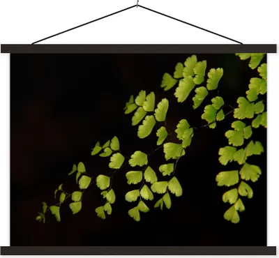 Produktbild von MuchoWow® Textilposter Mehrere Venus Haar Blätter auf einem schwarzen Hintergrund 60x45 cm mit schwarzem Rahmen - Poster Schlafzimmer