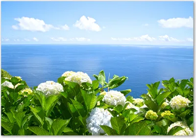 Produktbild von Tulup® Leinwandbild - 100x70 cm - Wandkunst - Drucke auf Leinwand - Leinwanddruck  - Landschaften - Mehrfarbig - Blumen am Meer
