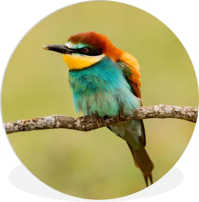 Produktbild von MuchoWow® Rundes Wandbild - Runde Bilder Vogel - Bienenfresser - Tiere Ø 90 cm Kreis Wanddekoration Kunststoff - Wandkreis - Wandschmuck - Wand-Kreis - Wohnzimmer - Bild - Runde - Wanddeko - Dibond - Kunstdrucke