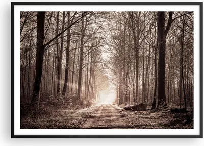 Produktbild von Gerahmtes Poster - Schwarzer Rahmen - Wald Straße Baum - 100x70 cm - Wand Bild - Wanddeko - Wandbilder - Kunstposter - Wandposter - Bilderrahmen - Bilder - Kunstdruck - Wandbild - P2BAA100x70-3620