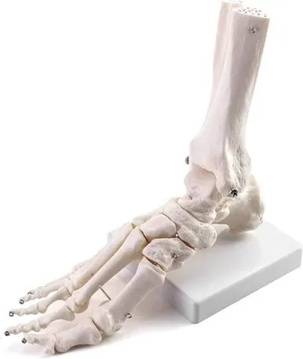 Image de Modèle squelettique du pied et de la cheville – Anatomie médicale pour les études et l'enseignement