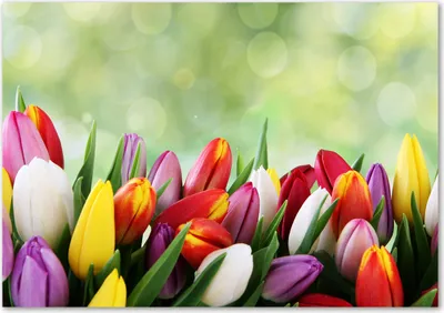 Produktbild von Tulup® Glas-Bild - 100 x 70 - Wandbild aus Glas - Wandkunst - Wandbild hinter gehärtetem Sicherheitsglas - Blumen & Pflanzen - Bunte Tulpen - Mehrfarbig