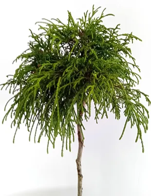 A small, potted evergreen tree with a rounded, bushy top and a single trunk.