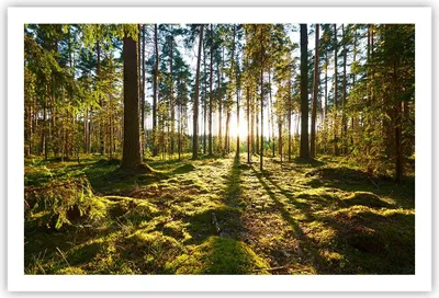 Produktbild von Poster - Poster ohne Rahmen - Wald Baum Natur - 91,5x61 cm - Wand Bild - Wanddeko - Wandbilder - Kunstposter - Wandposter - Bilder - Kunstdruck - Wanddekoration - Wandbild - P2XAA91x61-3724