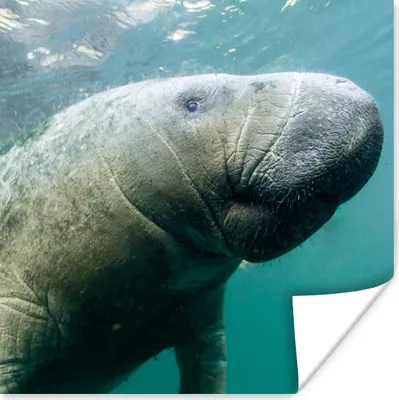 Produktbild von MuchoWow® Poster Tiere - Wasser - Kamera 100x100 cm - Babyzimmer