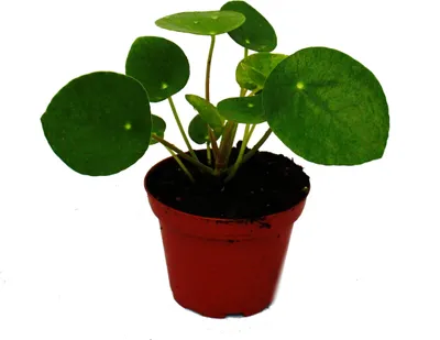 Produktbild von Mini - Pilea peperomioides - Glückstaler - Chinesischer Geldbaum - Bauchnabelpflanze im 5,5cm Topf