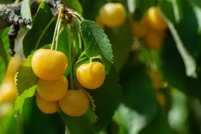 Produktbild von Kirsche Kirschbaum Obstbaum Prunus versch. Sorten und Größen Terrassenobst Busch, Kirsche:Terrasse Dönissens gelbe