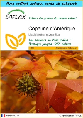 Image de SAFLAX Ensemble-cadeau - Copalme d'Amérique - 100 graines - Liquidamber