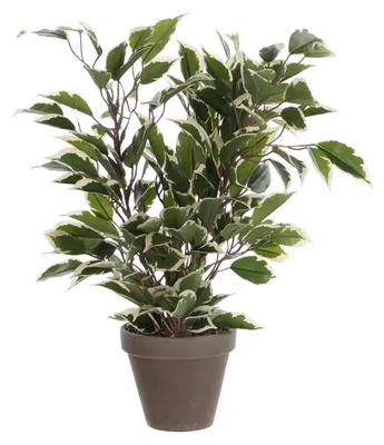 Produktbild von Kunstpflanze Birkenfeige Ficus natasja Ø 30 H 40 cm grün-bunt