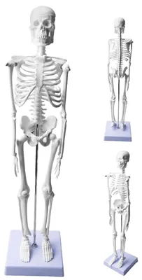 Image de Modèle de squelette anatomique de 45 cm pour l'enseignement médical