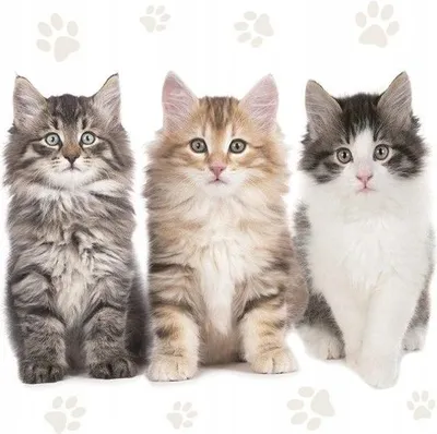 Produktbild von Katzen Servietten Kätzchen Geburtstagsparty 33x33cm 20St.