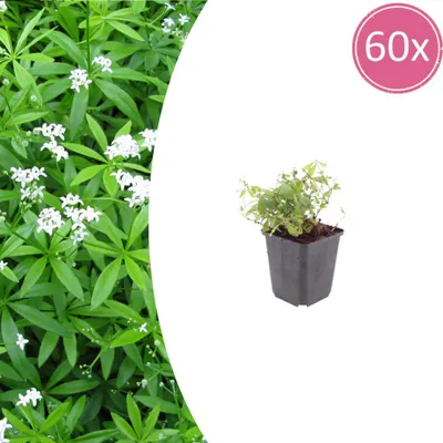 Immagine prodotto di Galium odoratum | 60 pezzi - 10-25cm - Ø9cm - Pianta da giardino