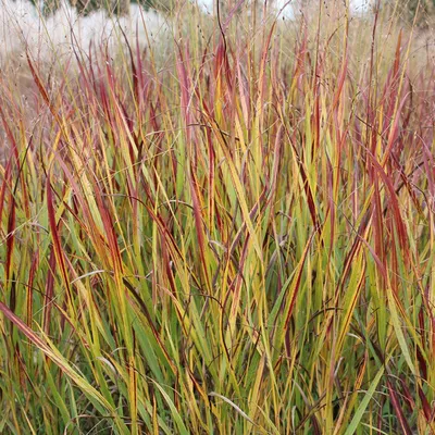 Obrázek produktu pro 6 x proso  - Panicum virgatum 'Rotstrahlbusch'  | Květináč 9 cm x 9 cm