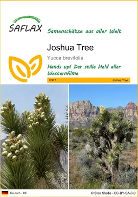 Produktbild von SAFLAX - Joshua Tree - 10 Samen - Yucca brevifolia