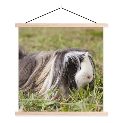 Produktbild von MuchoWow® Textilposter Langhaar-Meerschweinchen 40x40 cm mit holzfarbenen Rahmen - Posterleiste
