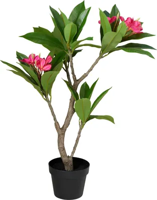Produktbild von Künstlicher Frangipani-Baum im Topf, 50 x 90 cm