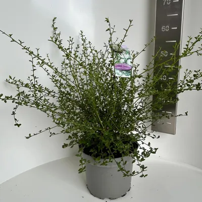 Produktbild von Ceanothus thyr. 'Millerton Point' - Säckelblume | 50-60 cm im Topf
