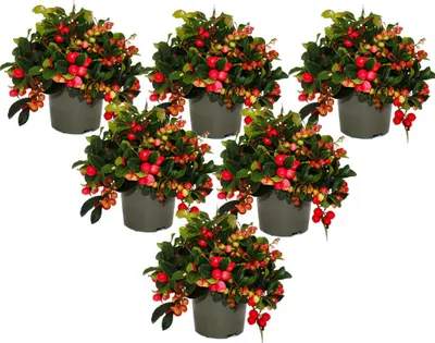 Zdjęcie produktu dla Gaultheria procumbens (Teppichbeere), Gaultheria procumbens (Szczeciółka gałęzista), roślina zimotrwała z dekoracyjnymi owocami, zestaw 6 roślin