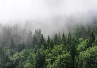 Produktbild von WALD NATUR Vlies Fototapete Wald (368x254cm - 4 Bahnen) Landschaft Nebel Bäume Wohnzimmer Schlafzimmer Wandtapete Tapete UV-Beständig  Montagefertig