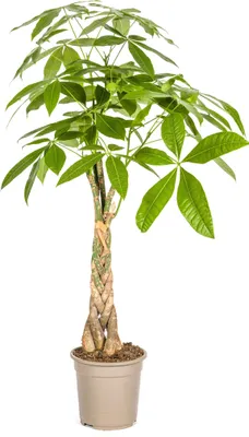 Produktbild von Pachira Aquatica - Geldbaum Pflanze Ø21cm - Höhe 100cm - Pflegeleichte Zimmerpflanze