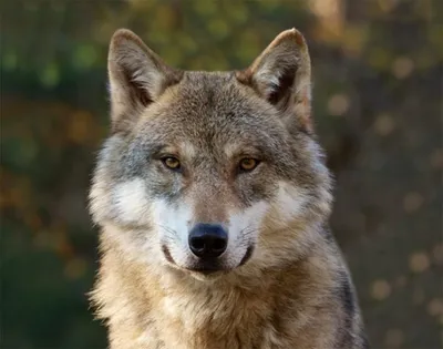 Produktbild von 3 D Ansichtskarte Wolf, Waldtier Wolfskopf Postkarte Wackelkarte Hologrammkarte Tier