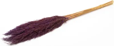 Produktbild von INNA-Glas Schilf getrocknet DONJETA, dunkellila, 70-80cm, Ø15cm - Getrockneter Bund